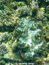 the gem underwater ! by Viesseng Seng 